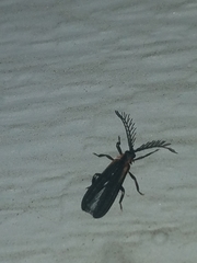 Leptoceletes basalis