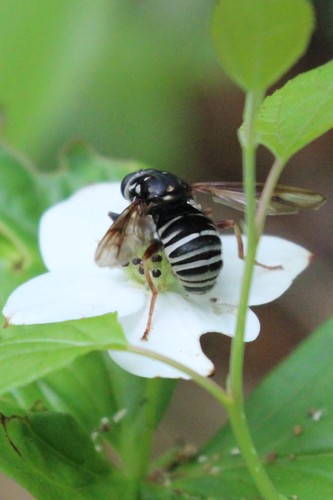 Black-banded Falsehorn