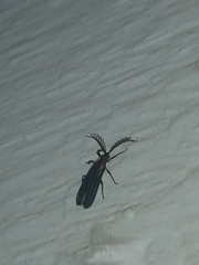 Leptoceletes basalis