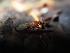 Mycetaulus polypori