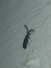 Leptoceletes basalis