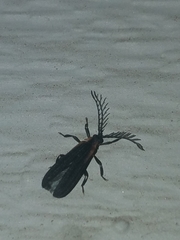 Leptoceletes basalis