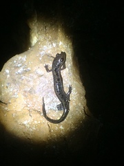 Plethodon dixi