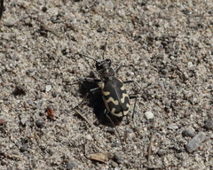 Cicindela formosa