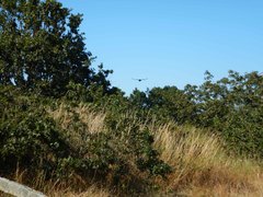 Corvus brachyrhynchos caurinus