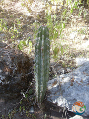 Pachycereus weberi