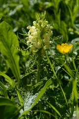 Pedicularis foliosa