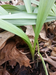 Allium burdickii