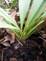 Allium burdickii