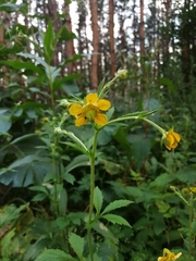 Geum × meinshausenii