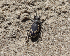 Cicindela formosa