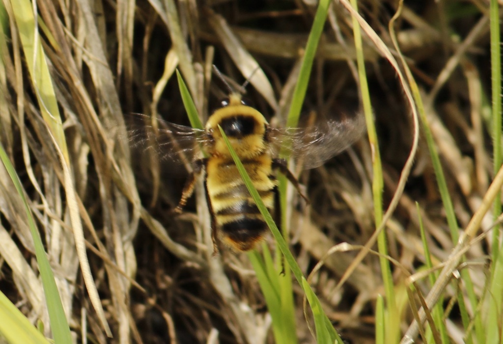 Bombus haueri
