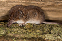 Southern Bog Lemming (Mammals of Wisconsin) · iNaturalist