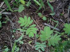 Mimosa albida