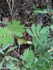 Mimosa albida