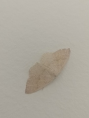 Scopula decolor