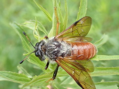 Trichiosoma triangulum