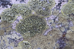 Diploicia africana