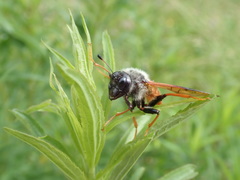 Trichiosoma triangulum