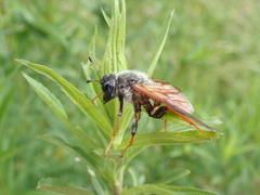 Trichiosoma triangulum