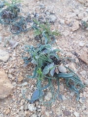 Colchicum circinatum