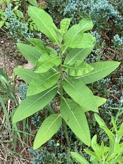 Asclepias syriaca