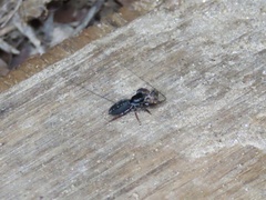 Tachycines asynamorus