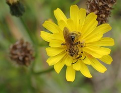 Lasioglossum titusi