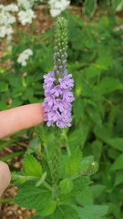 Verbena stricta