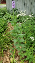 Verbena stricta