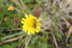 Lasioglossum titusi
