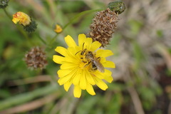 Lasioglossum titusi
