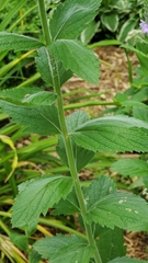 Verbena stricta
