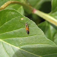 Neoheliodines nyctaginella