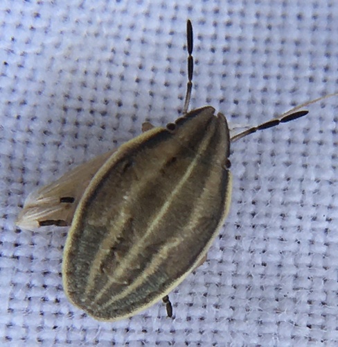 Smailiagalvė Skydblakė nuotrauka