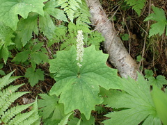 Achlys triphylla
