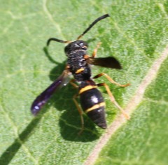 Parancistrocerus histrio