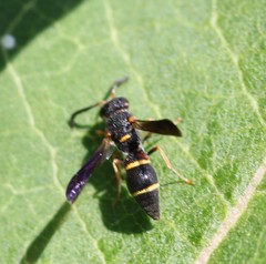 Parancistrocerus histrio
