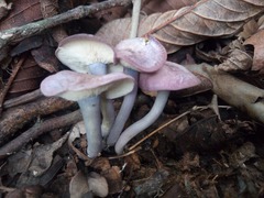 Calocybe