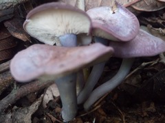 Calocybe