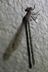 Argia immunda