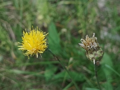 Centaurea rupestris