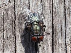 Protocalliphora azurea