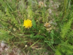 Centaurea rupestris