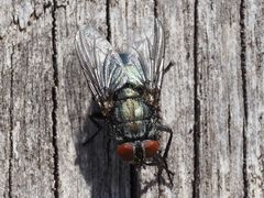 Protocalliphora azurea