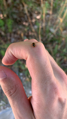 Brachiacantha ursina