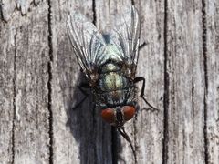 Protocalliphora azurea