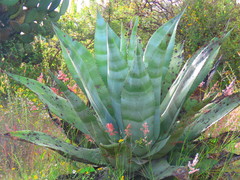 Agave scaposa