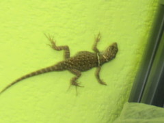 Sceloporus aureolus