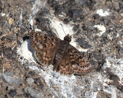 Erynnis martialis
